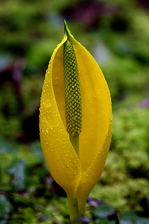 J00109