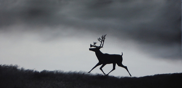 caribou  18 x 36 inches