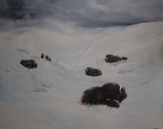 nine muskox - 48 x 60 inches