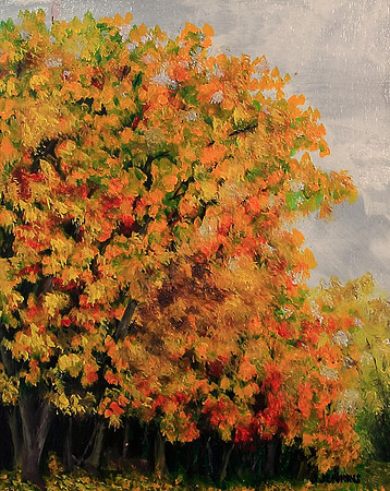 Southshore Maples  8x10 inches