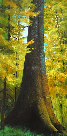 nitinat spruce tree        10x20 inches